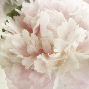 Peony 1