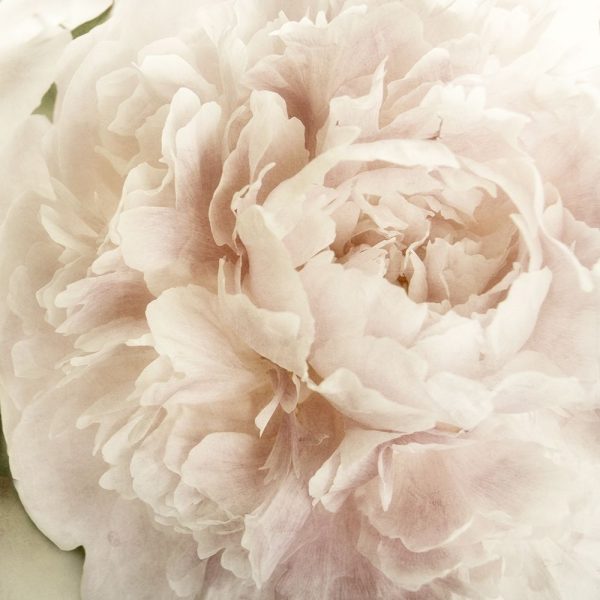 Peony 2