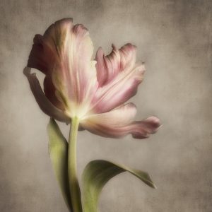 Pink Tulip 1