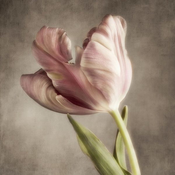 Pink Tulip 2