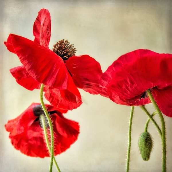 Red Poppies 1