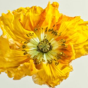 Yellow Poppy 1