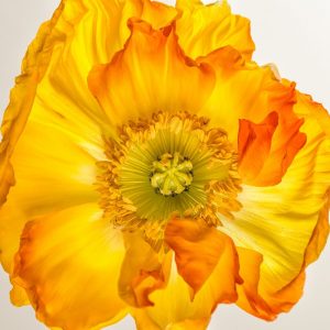 Yellow Poppy 2