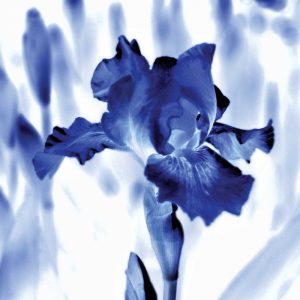 Blue Ice Iris