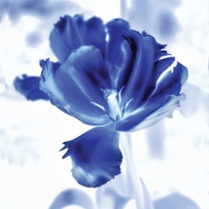 Blue Ice Tulip