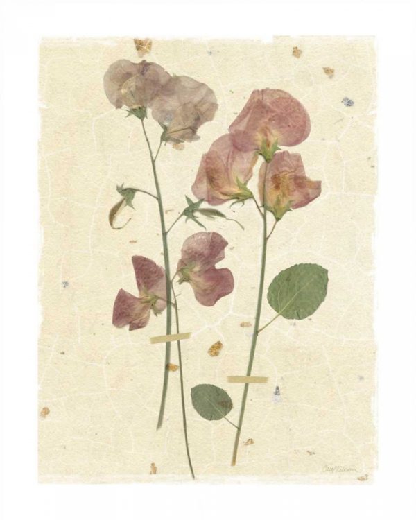 Pressed Sweetpea