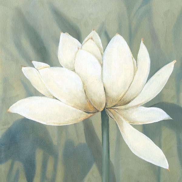 Waterlily II