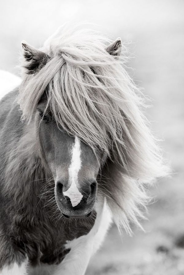 Shetland Summer