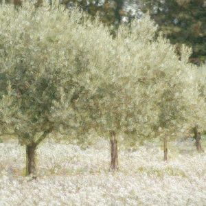 Paintograph Olive Trees