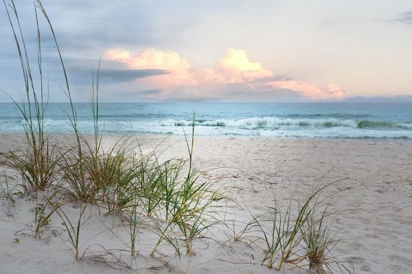 Beach Driftwood