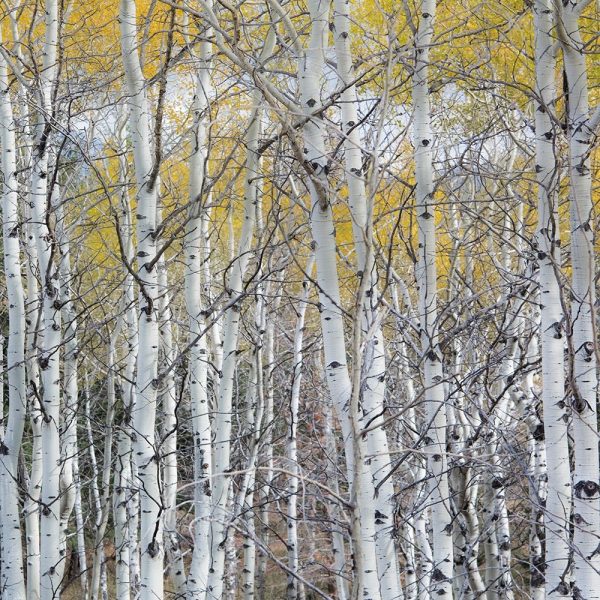 Mountain Aspen