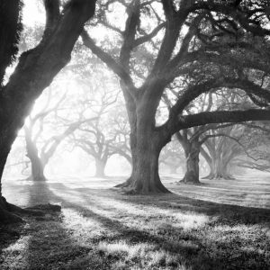 Oak Alley, Light and Shadows