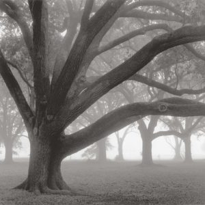 Oak Grove in Fog