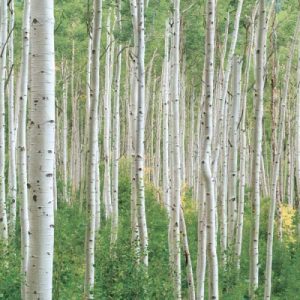 Early Autumn Aspens