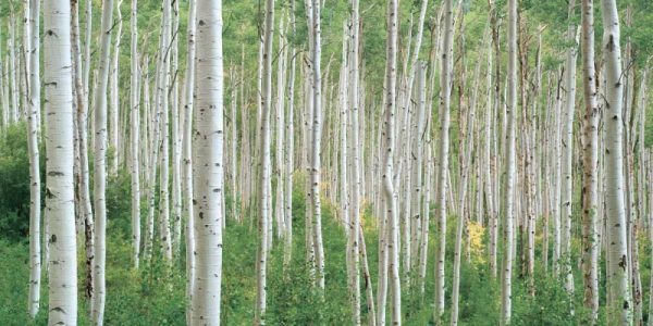 Early Autumn Aspens