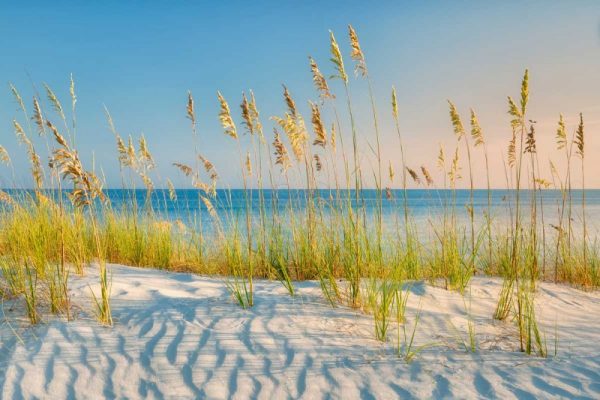 Sea Oats