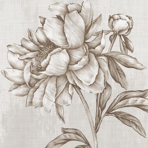 Glorious Peony II