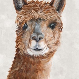 Suri Alpaca II