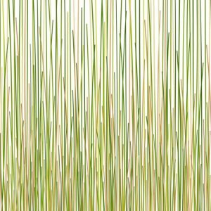 Grass Curtain