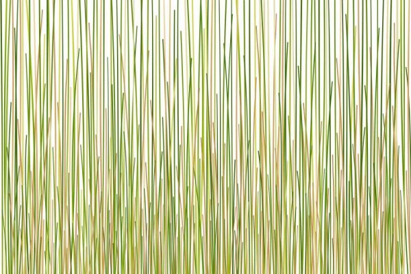 Grass Curtain