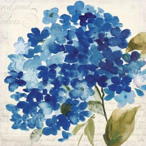 Hampton Hydrangea II