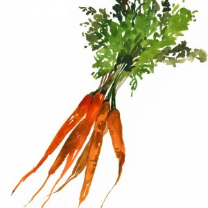 Carrot