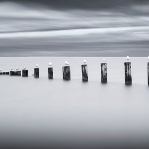 Stilts and Gulls