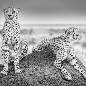 Scheid - Two Cheetahs Watching Out