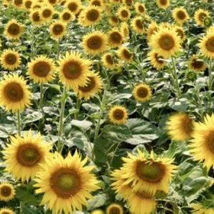 Tuscan Sunflower Pano - 1