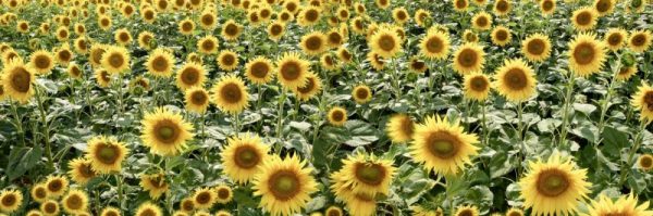 Tuscan Sunflower Pano - 1