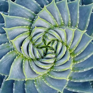 Spiral Succulent