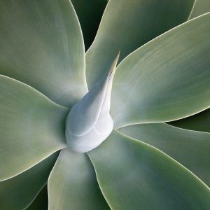 Succulent Tip