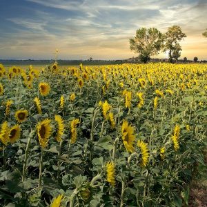 Cotona Sunflowers #3