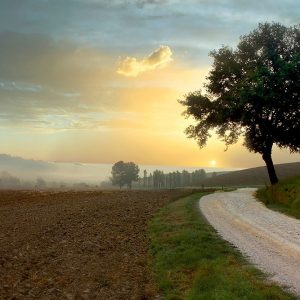 Tuscan Farm Road #1