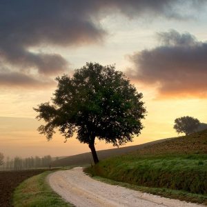 Tuscan Farm Road Sunrise #2