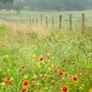 Flowers and Fence