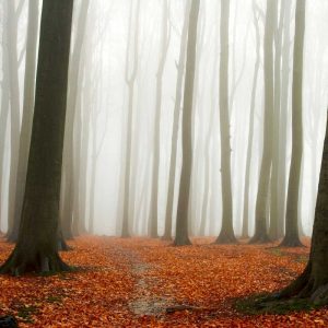 Autumn Forest Floor