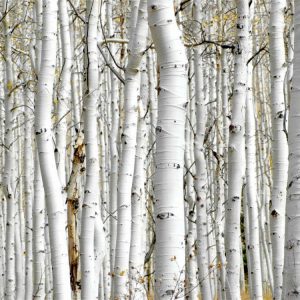 Birch Wood