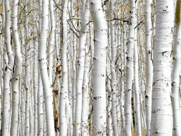 Birch Wood