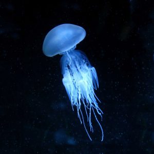 Luminescent Jellyfish