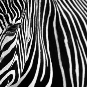 Zebra in Lisbon Zoo