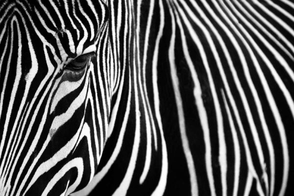 Zebra in Lisbon Zoo