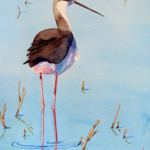 Black Neck Stilt III