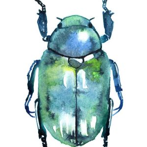 Chromatic Blue Beetle