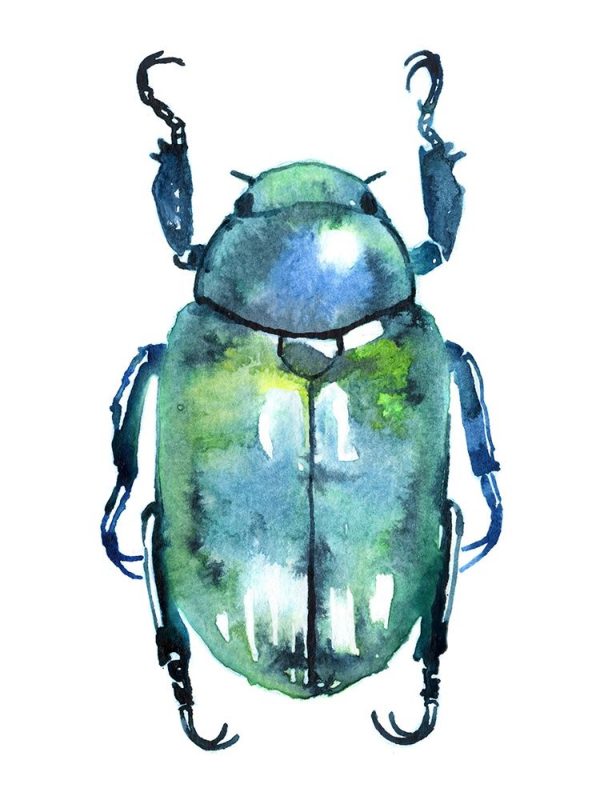 Chromatic Blue Beetle