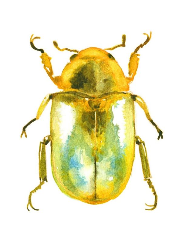 Golden Beetle