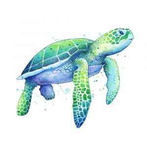 Green Sea Turtle