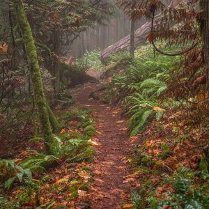 Forest Stroll