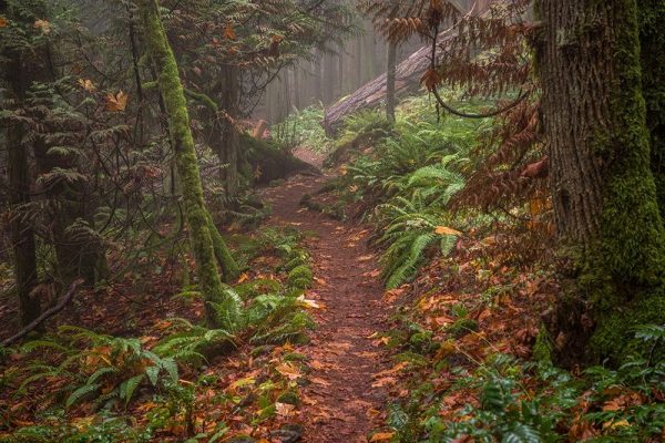 Forest Stroll