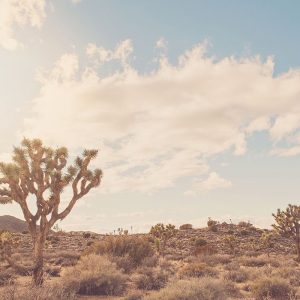 Sunshine and Joshua Trees